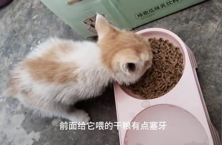 新晋猫奴必备：为小猫咪起一个温馨的名字