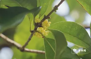 杭州桂花季终于来临，这一株成为新宠夺走了“明星”风头！