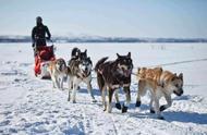 阿拉斯加雪橇犬的全方位介绍