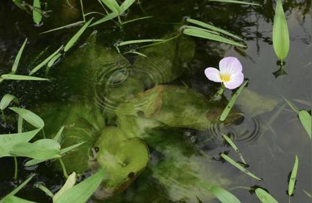 上海小区绿化空间的新变化：居民种植野生植物探索