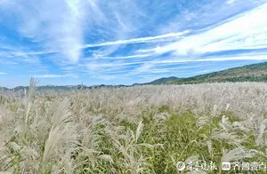 济南丁子寨荻花观赏季：白色花海拍摄指南