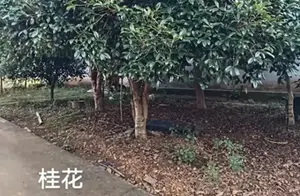 深度解读：为什么桂花在特定年份不开花的现象及其背后的原因