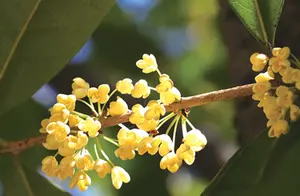 迟来的芬芳：十堰桂花盛开，一份赏桂攻略带你畅游花海！