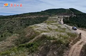 济南山地芦荻，网红打卡新地标！