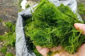 夏季野钓大草鱼、鲤鱼必备技巧：独特用饵与高效钓法