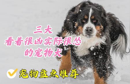 揭秘三大外表凶猛，实则温柔的宠物犬，犬界小霸王上榜！