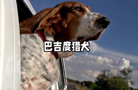 巴吉度猎犬：狩猎与护卫的独特魅力