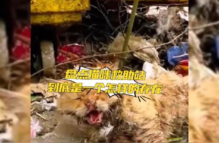 猫咪救助站：守护弱小生命的温馨港湾