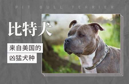 比特犬：来自美国的凶猛犬种全面解析