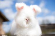 法国农场的胖安哥拉兔：萌化人心的棉花糖形象