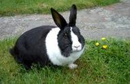 荷兰兔的魅力：可爱的宠物选择
