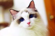 颜值高又长毛的猫，布偶猫太贵？其实中国大白猫也不错！