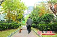 为何中华田园犬在临沂市被禁止饲养？