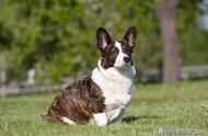 卡迪根威尔士柯基犬：一种稳重聪明的短腿牧牛犬