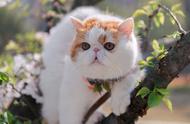 宠物店门口的五只豪华加菲猫，被遗弃的原因是什么？