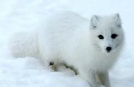 北极狐：极地的珍稀精灵