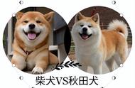 你能分辨出“柴犬”和“秋田犬”吗？