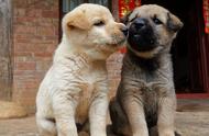 家庭宠物首选：中华田园犬的可爱与忠诚