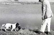 探索家族起源：英国史宾格犬的故事（13）