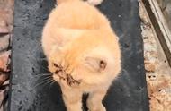 加菲猫因患猫鼻支被遗弃，网友救助后感慨：真是个幸运的小家伙！