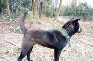广西土猎：中华田园犬中的优秀猎犬