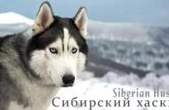 西伯利亚雪橇犬：哈士奇的神秘魅力