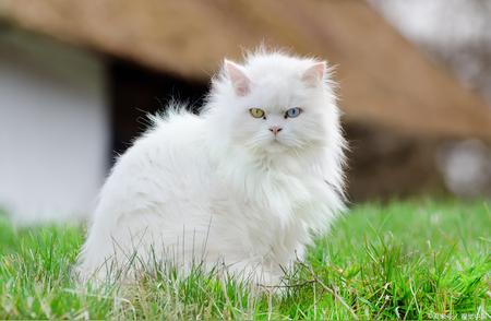 金吉拉猫属于哪个品种？