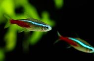 红绿灯鱼：热带鱼中的常见物种
