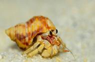 壳的秘密：寄居蟹与蜗牛的异同