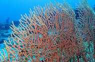 澳大利亚大堡礁：应对珊瑚死亡的全新尝试