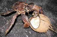 椰子蟹：自然界中的巨型水果终结者