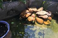 网友打造自家生态龟池，成为养龟爱好者的梦想天地