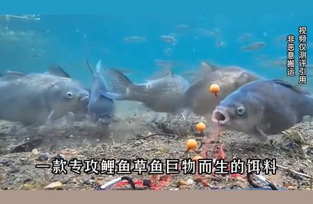 欧洲自制诱饵在中国水域的奇效：揭秘吸引哪些鱼类