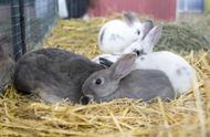 兔子繁殖力惊人，却鲜见其成为常见肉品的原因揭秘