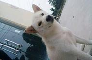 男子分享路边白色流浪犬照片，网友震惊：竟是白柴犬！