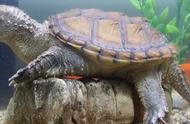 揭秘乌龟寿命：不同种类乌龟的寿命差异