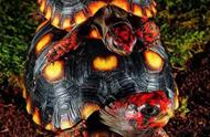 新手养龟指南：红腿陆龟的魅力与饲养技巧