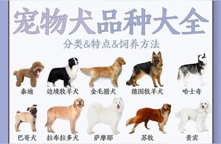热门宠物狗品种大盘点，你最喜欢的狗狗上榜了吗？