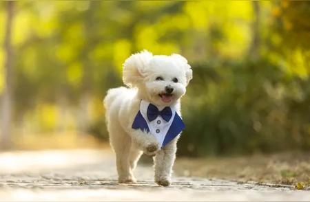 小白狗：人类最忠实的朋友