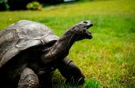 解密乌龟长寿之谜：自然界中的奇迹生物