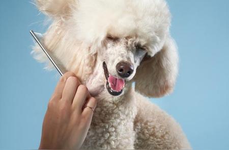 揭秘宠物美容师考取之路：你准备好了吗？