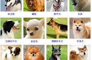 揭秘狗狗的多样品种：你了解多少？
