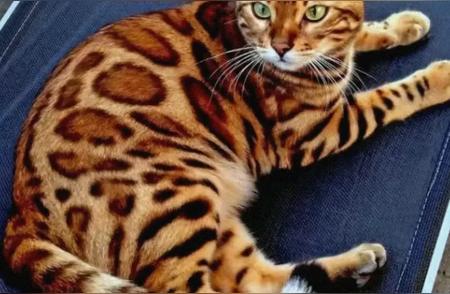 探索孟加拉豹猫：温柔与力量的完美结合