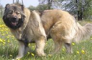 揭秘犬中之王：探索世界上体形最大的猛犬的传奇故事