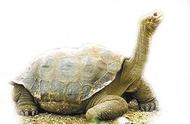 养龟爱好者的必备知识：龟的饲养方法及注意点