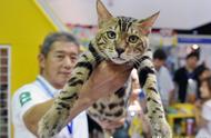 揭秘：售价10万元的孟加拉豹猫背后的故事