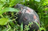 黄缘闭壳龟：大自然中的独特之美