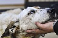 狗狗失明后，如何帮助它重新适应环境？