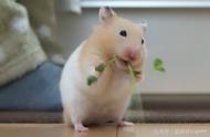 仓鼠饮食指南：如何正确喂养你的宠物仓鼠？
