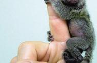 揭秘世界上最小的猴子：萌态可掬，几乎每胎都是双胞胎